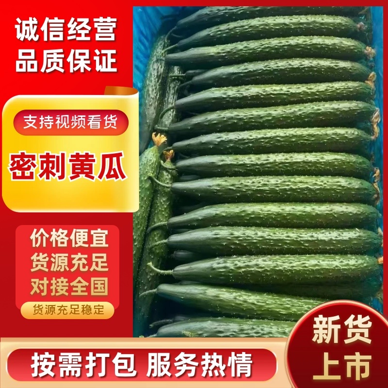 黄瓜货源充足大量上市一手货源产地直销全国通发