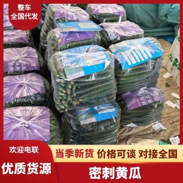 山东莘县产区黄瓜量大量大，短把密刺，长把都有，对接电商