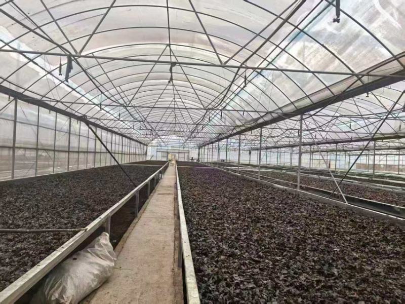 苦丁茶大量上市，产地直发，品质保证，服务周到，诚信经营