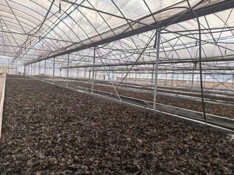 苦丁茶大量上市，产地直发，品质保证，服务周到，诚信经营