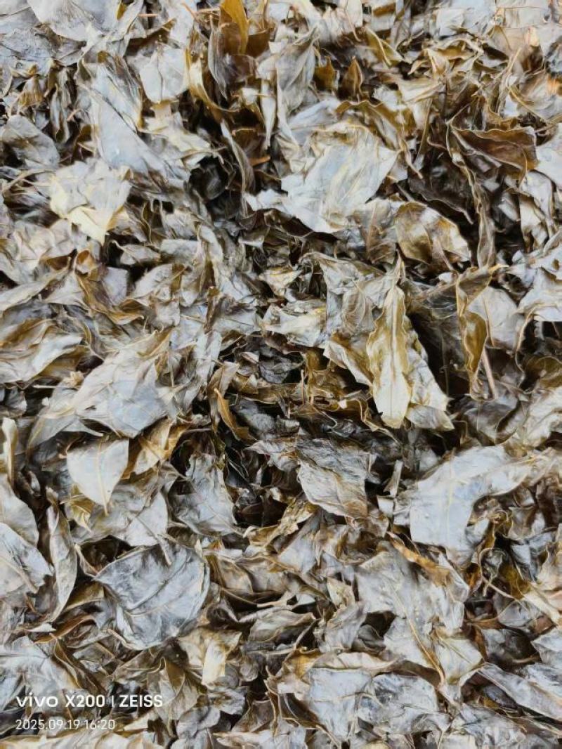 苦丁茶大量上市，产地直发，品质保证，服务周到，诚信经营