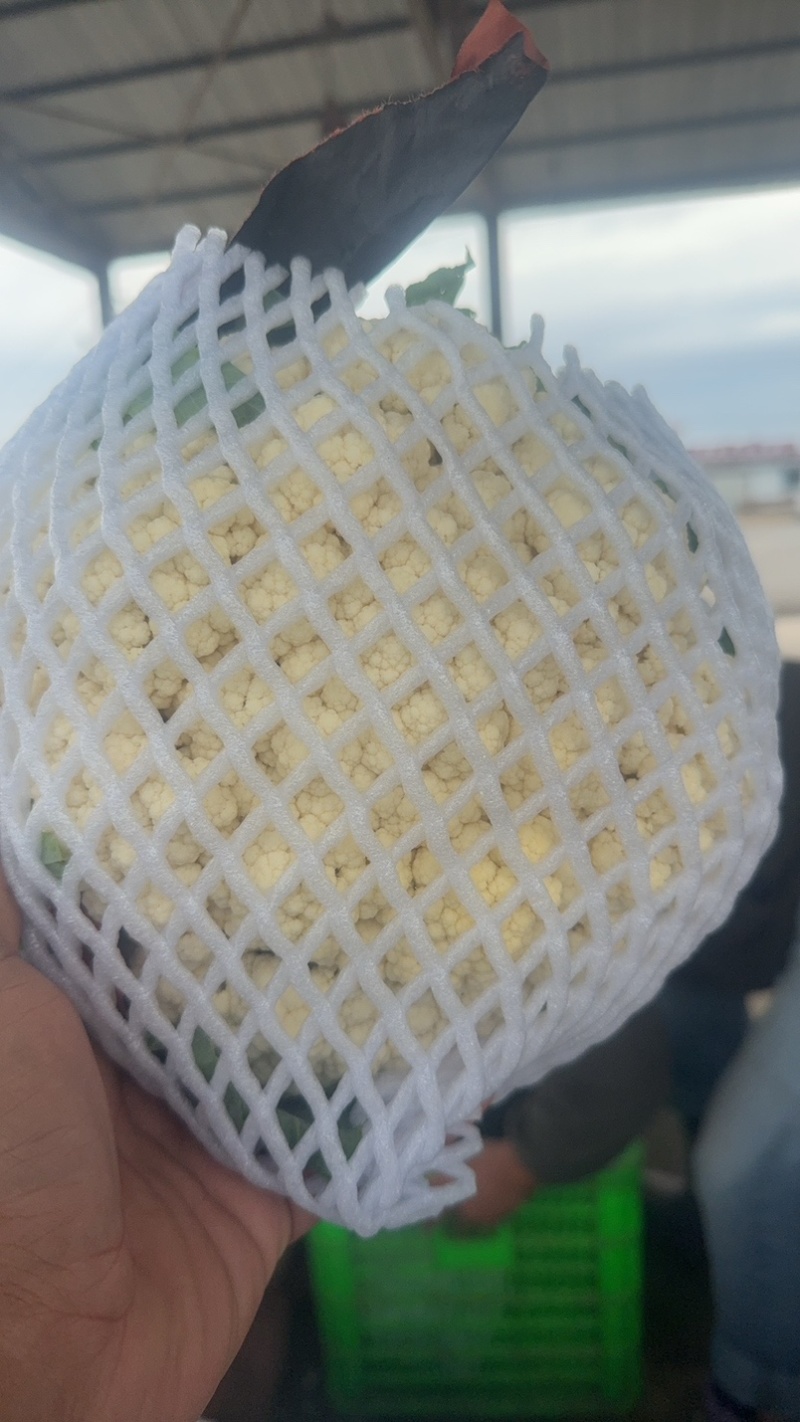 精品有机花大量上市有需要联系
