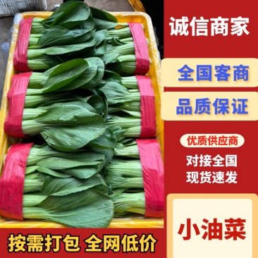 河北邯郸上海青产地直供新鲜现摘