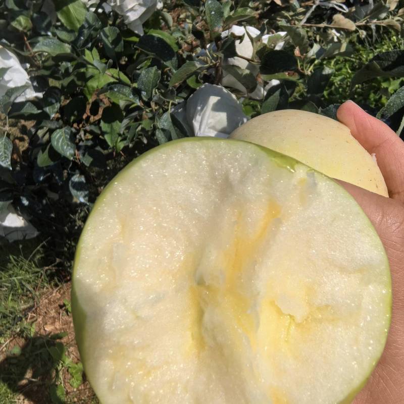 明月苹果