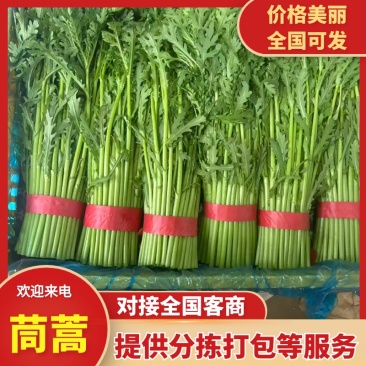 河北邯郸产地直供，精品茼蒿，新鲜直达，品质保证