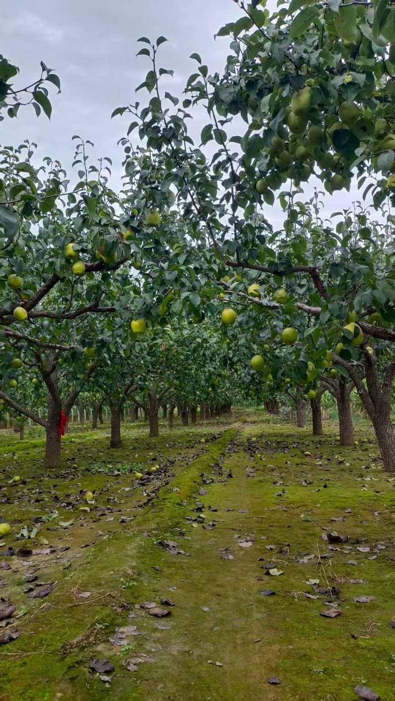 永清精品雪花梨开园，欢迎各位老板光临采购