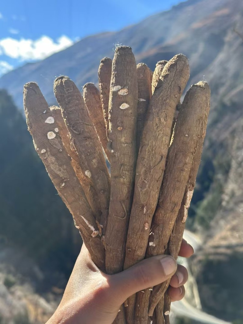 精选四川甜当归干货干当归独角甜当归产地直发质量保证