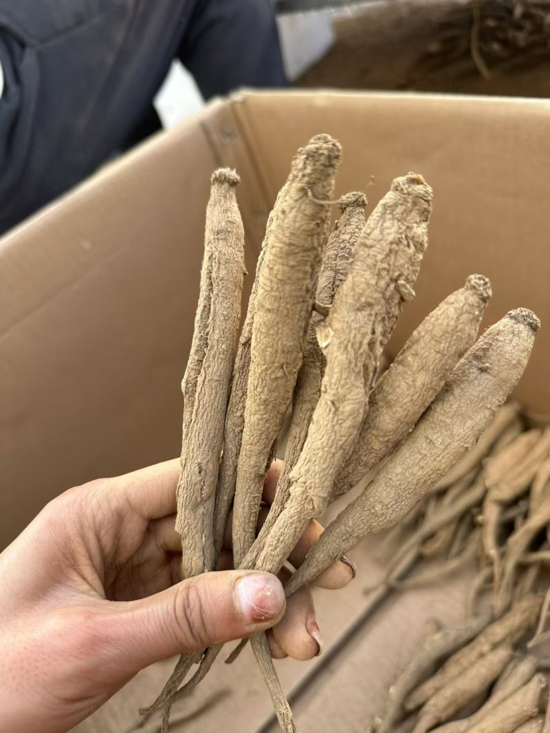 精选四川甜当归干货干当归独角甜当归产地直发质量保证