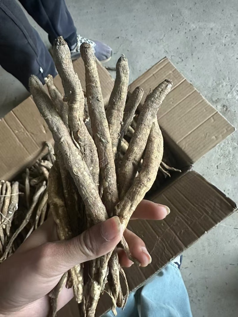 精选四川甜当归干货干当归独角甜当归产地直发质量保证