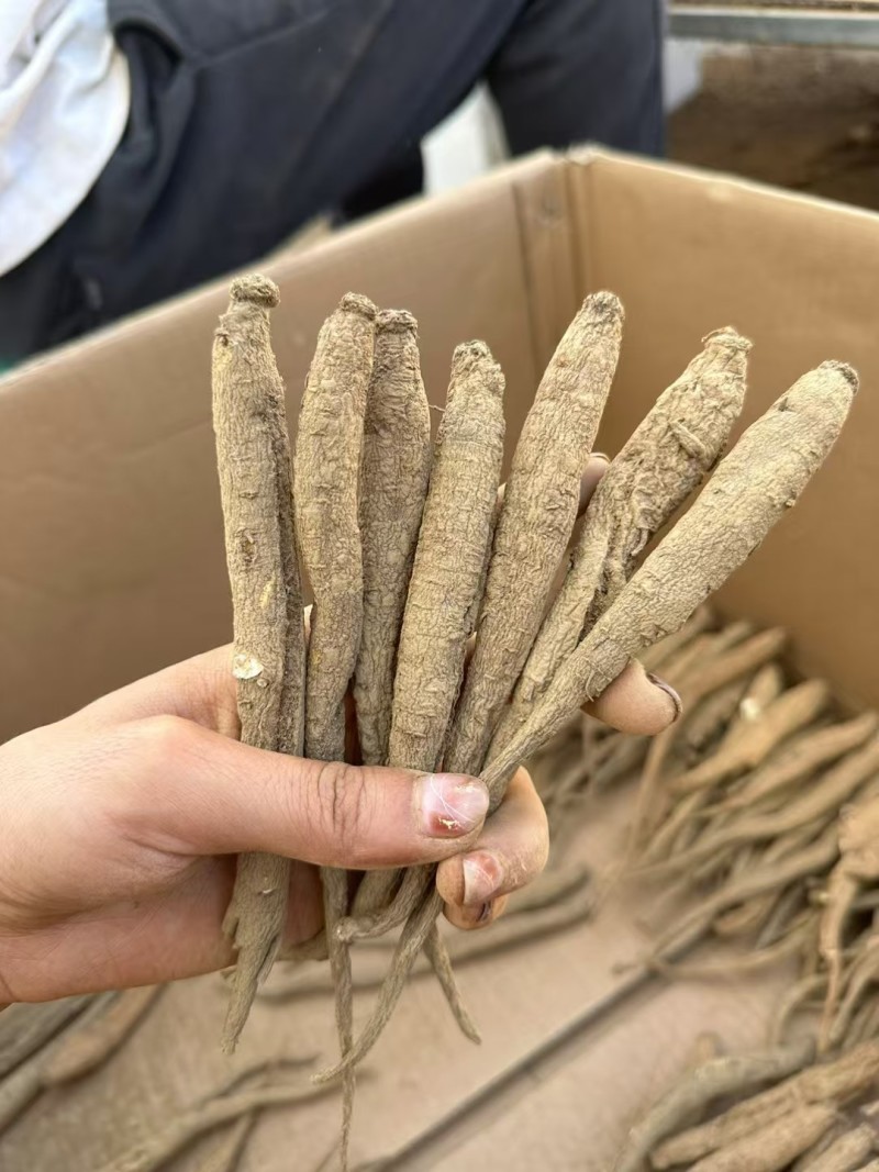 精选四川甜当归干货干当归独角甜当归产地直发质量保证