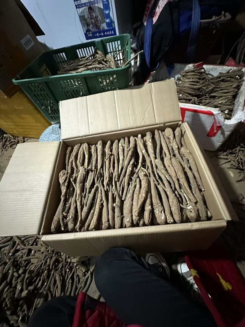 精选四川甜当归干货干当归独角甜当归产地直发质量保证