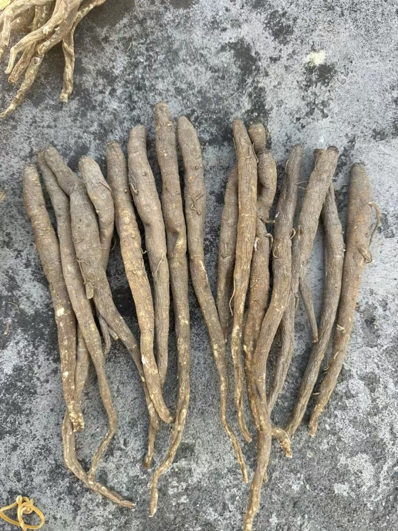 精选四川甜当归干货干当归独角甜当归产地直发质量保证
