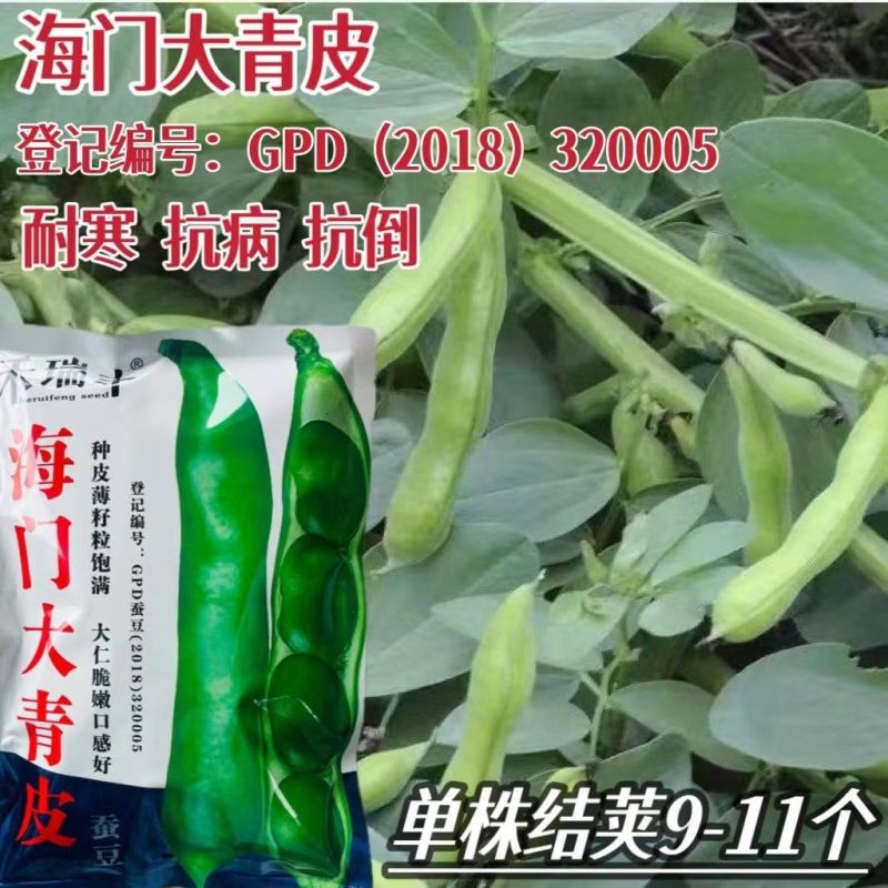 禾瑞丰海门大青皮七星蚕豆种籽高产耐寒大籽粒青皮蚕豆种子