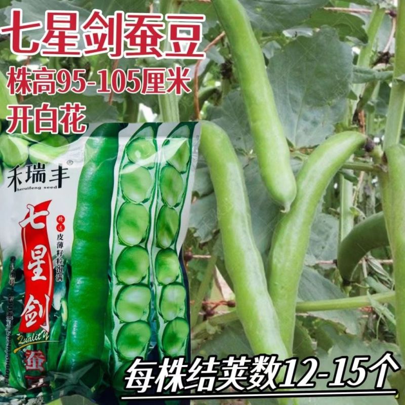 禾瑞丰海门大青皮七星蚕豆种籽高产耐寒大籽粒青皮蚕豆种子
