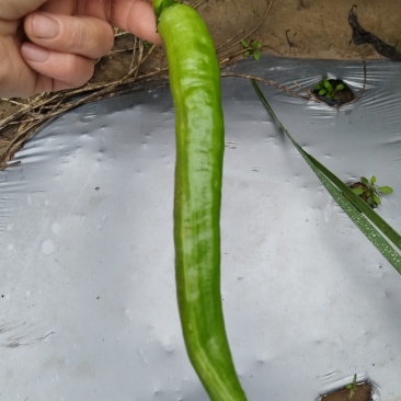 辣椒
