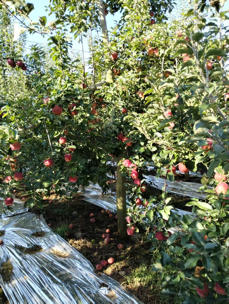 昭通丑苹果2001有需要的可以联系了