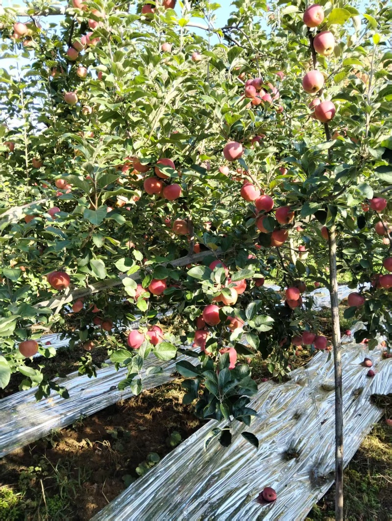 昭通丑苹果2001有需要的可以联系了