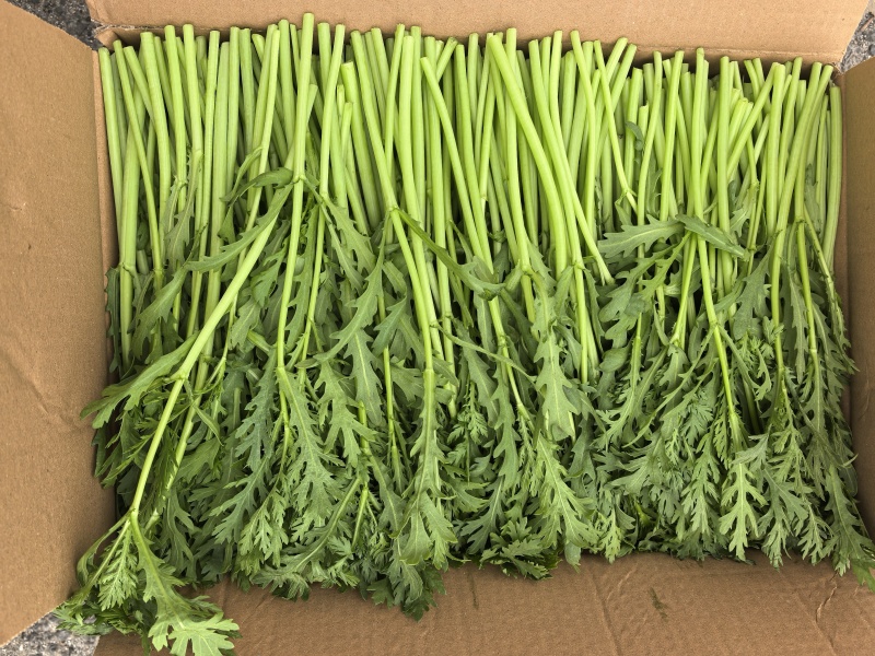 江苏淮安茼蒿，量大质优，诚信代收代办，欢迎联系谈合作。