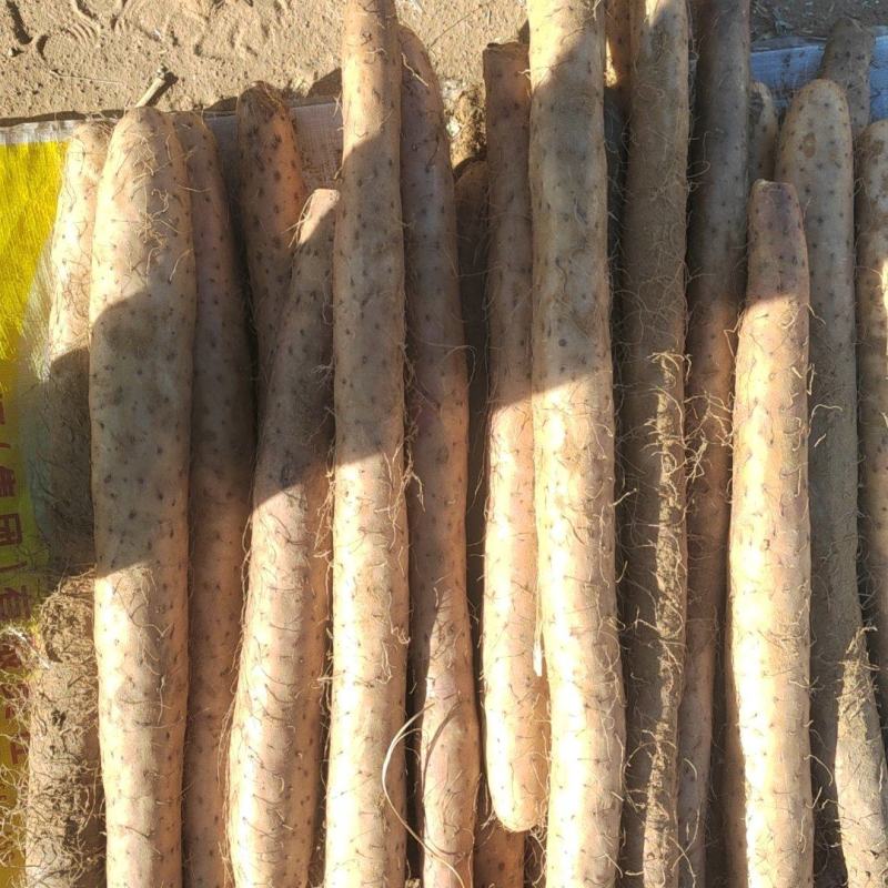 榆林优质白玉山药产地直发地源货一手货源欢迎咨询采购
