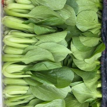 山东菏泽精品小油菜/上海青/产地直发/量大从优/货源充足