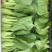山东菏泽精品小油菜/上海青/产地直发/量大从优/货源充足