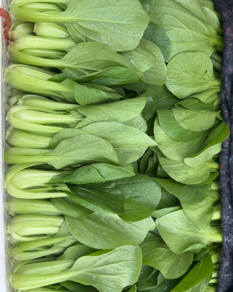 山东菏泽精品小油菜/上海青/产地直发/量大从优/货源充足