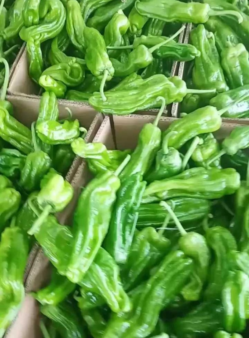 薄皮椒芜湖椒鲜辣椒产地直销量大从优可对接全国电商市场