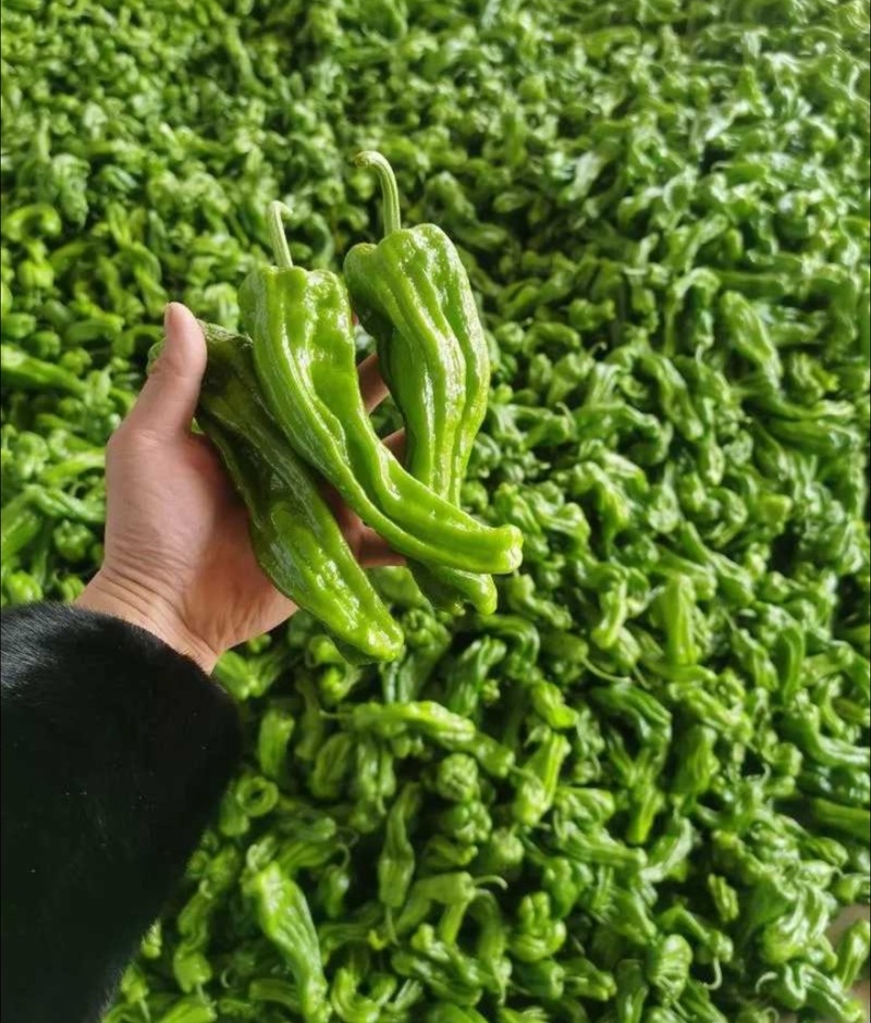 薄皮椒芜湖椒鲜辣椒产地直销量大从优可对接全国电商市场