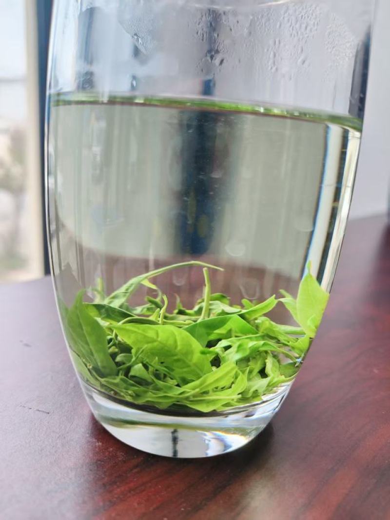 苦丁茶嫩芽大量上市吃，产地直发，品质保证服务周到