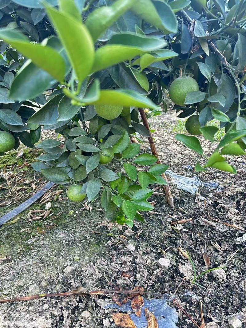 云南冰糖橙大量供应现摘现发价格美丽量大从优欢迎联系