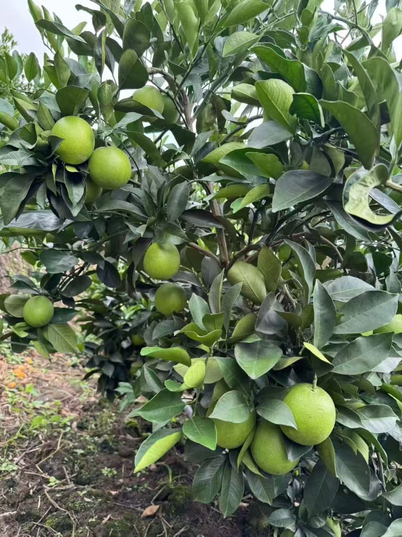 云南冰糖橙大量供应现摘现发价格美丽量大从优欢迎联系