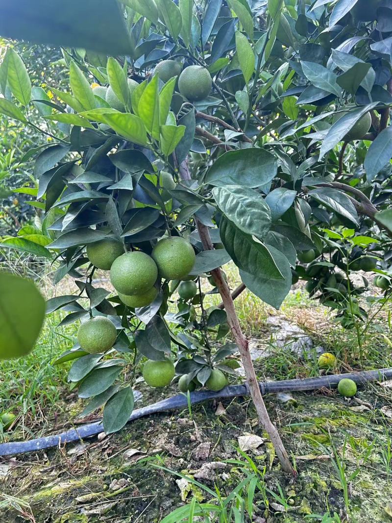 云南冰糖橙大量供应现摘现发价格美丽量大从优欢迎联系