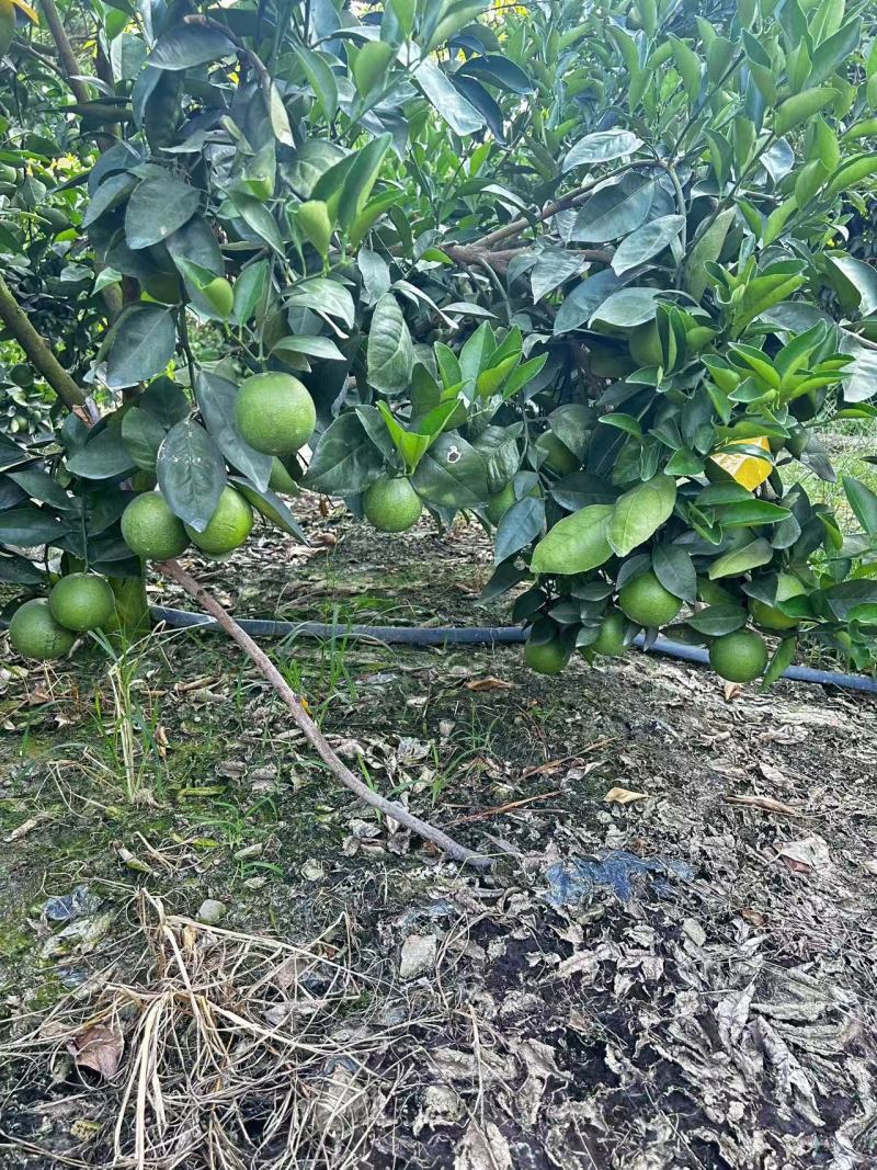 云南冰糖橙大量供应现摘现发价格美丽量大从优欢迎联系