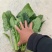 大叶菠菜