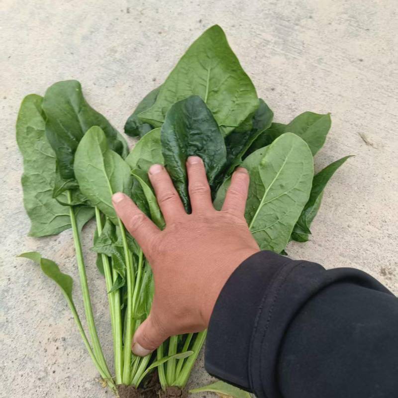 大叶菠菜