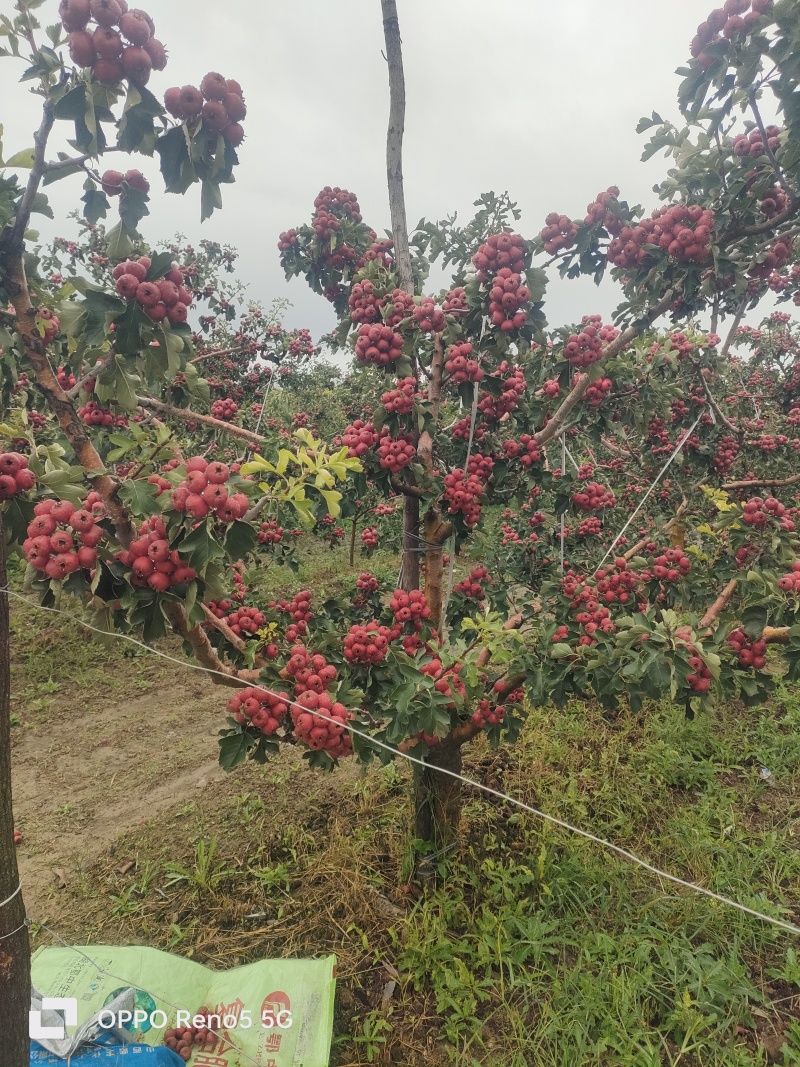山楂果