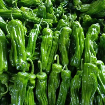 【实力推荐】安徽薄皮椒芜湖椒鲜辣椒品类齐全产地直销可视频