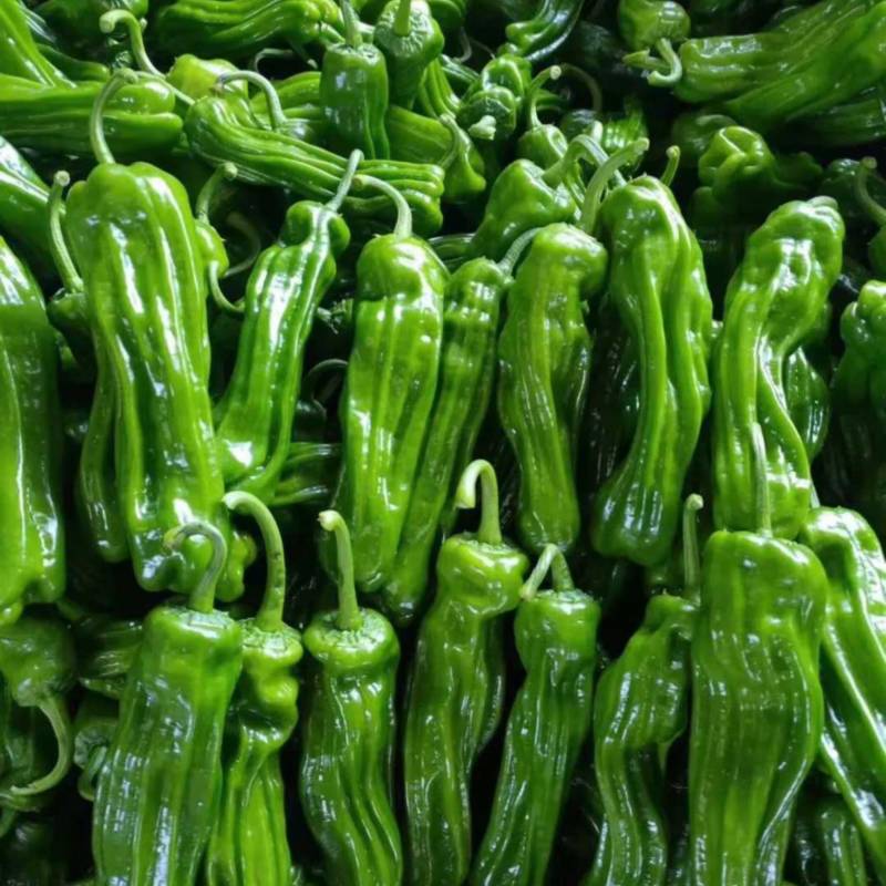 【实力推荐】安徽薄皮椒芜湖椒鲜辣椒品类齐全产地直销可视频