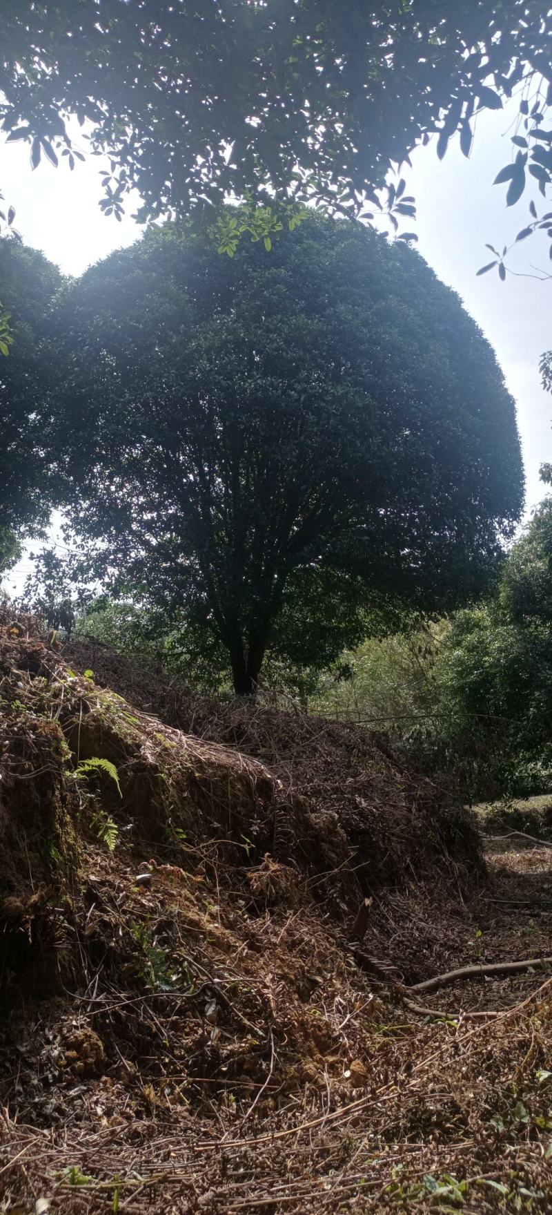 批发批发大量