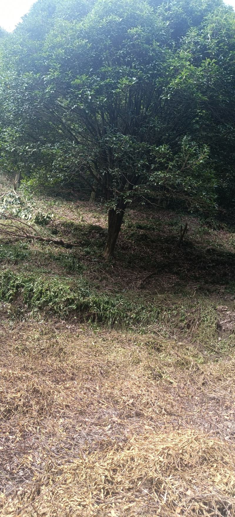 批发批发大量