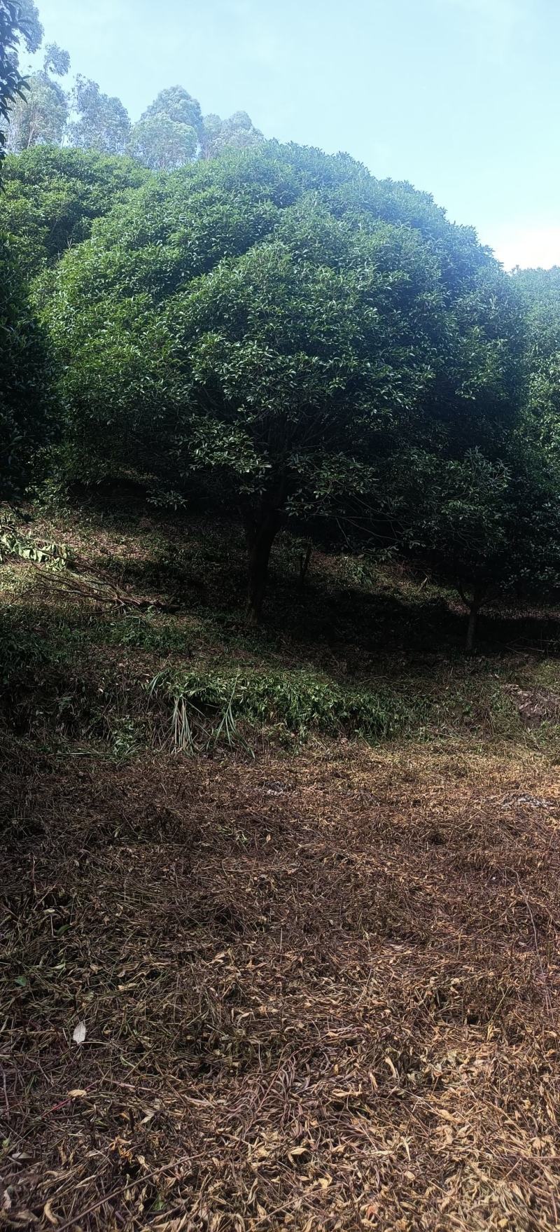 批发批发大量