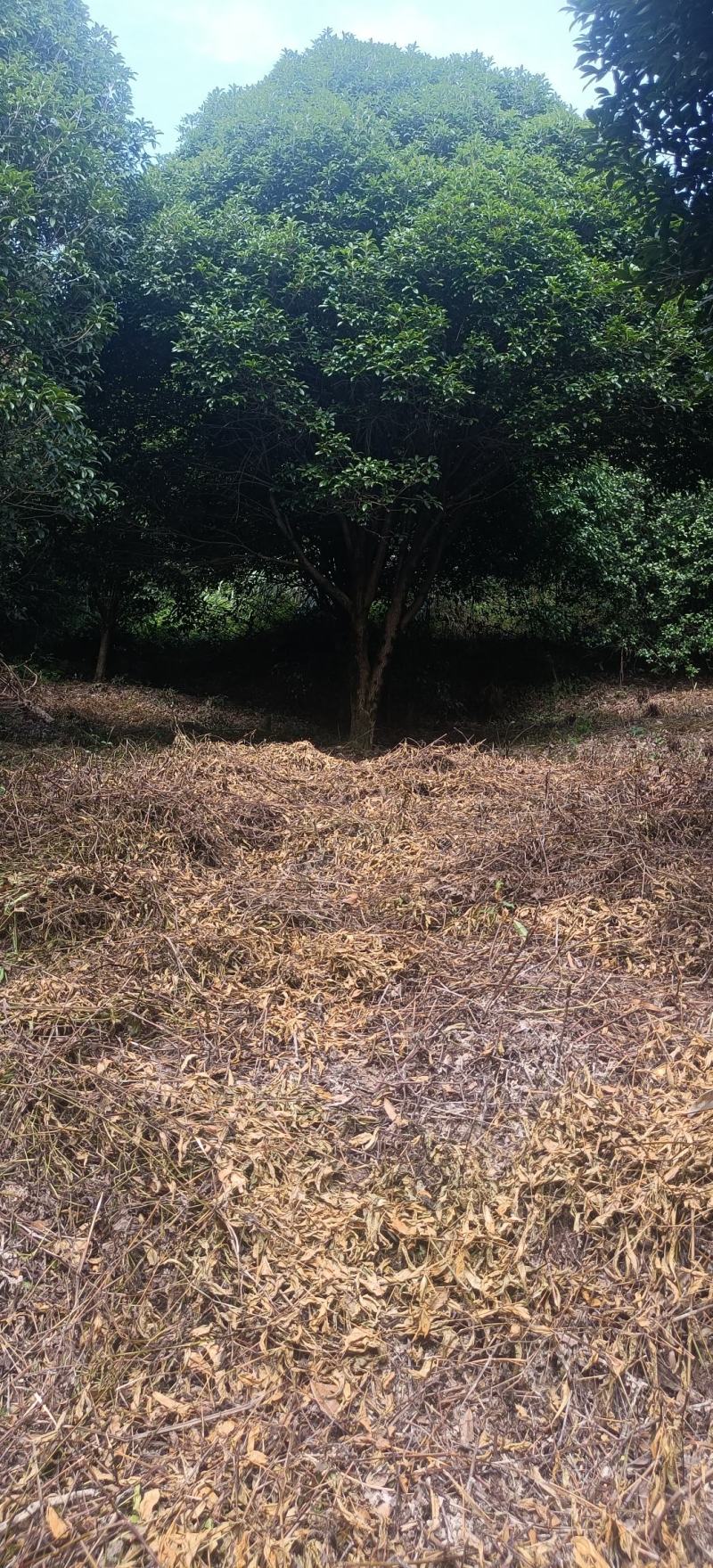 批发批发大量