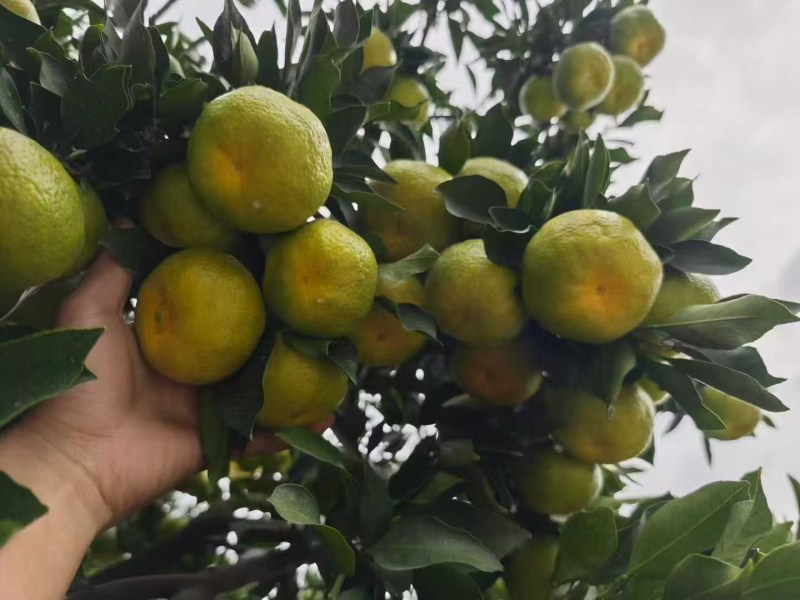 精品早熟蜜桔货源充足量大从优质量保证欢迎咨询