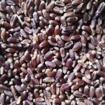 【精品】富硒黑小麦水份11，容重790，货源充足