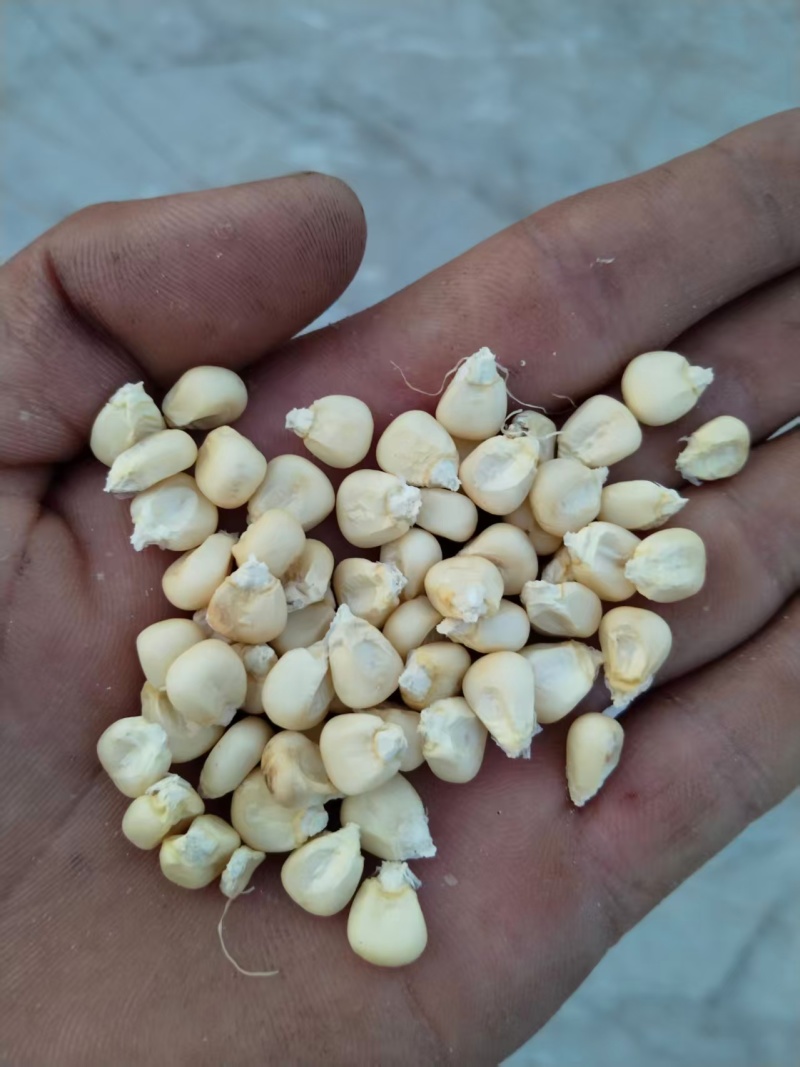 【推荐】黑小麦水份11，容重790，精品黑小麦