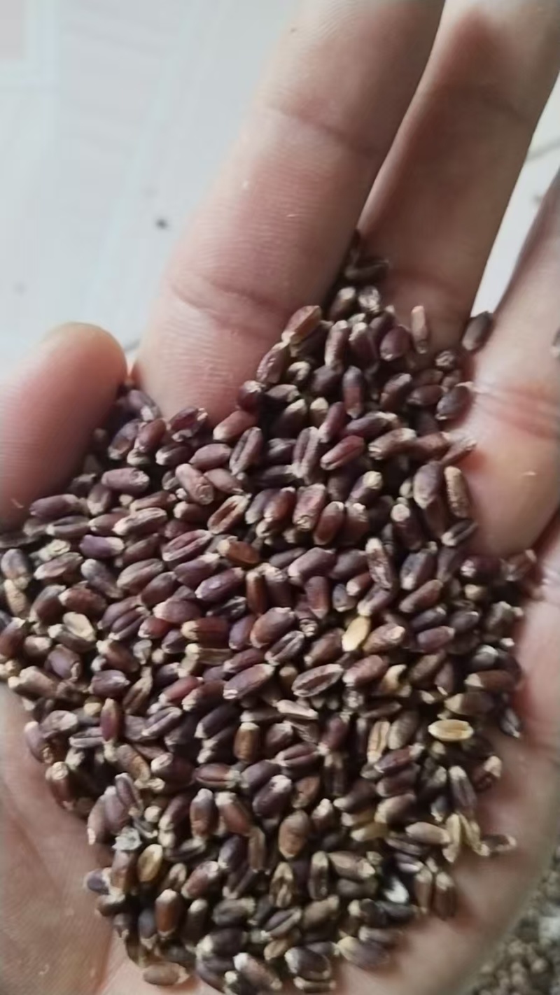 【推荐】黑小麦水份11，容重790，精品黑小麦