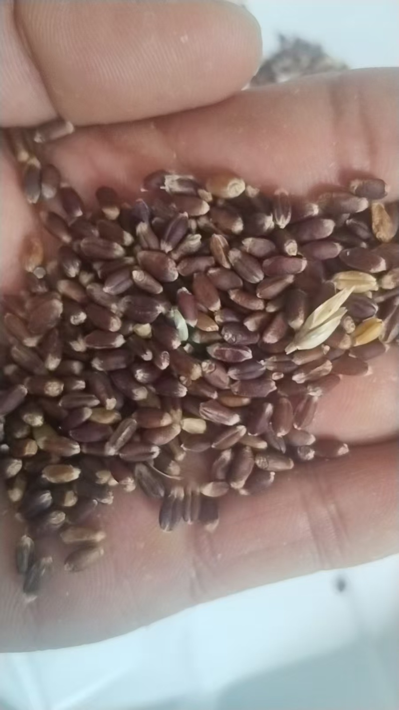【推荐】黑小麦水份11，容重790，精品黑小麦