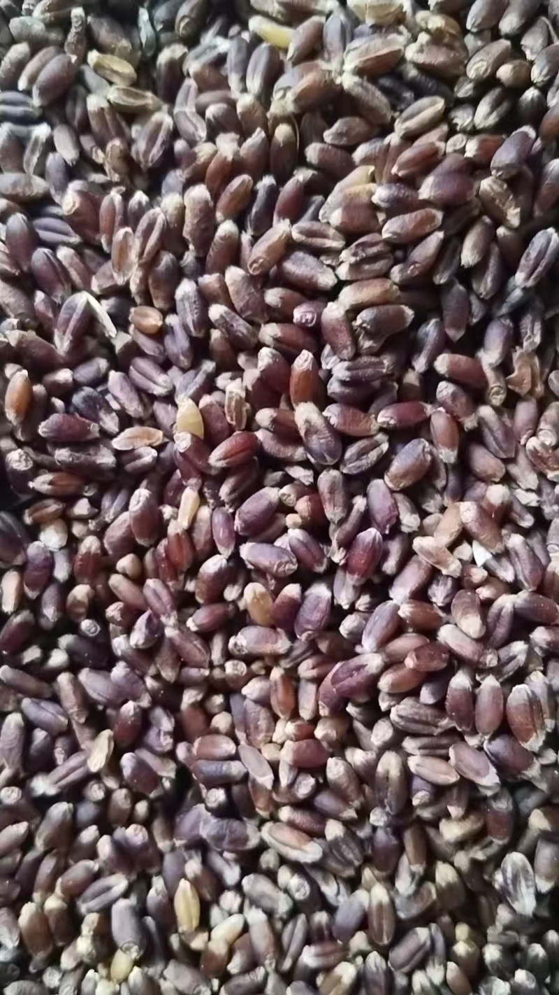 【推荐】黑小麦水份11，容重790，精品黑小麦