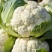 【热卖推荐】安徽砀山松花菜有机菜花保质保量可对接全国