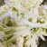 【热卖推荐】安徽砀山松花菜有机菜花保质保量可对接全国